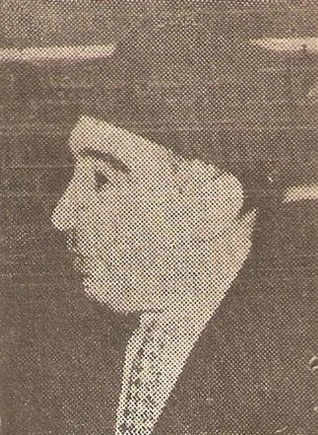 محمود المنتصر